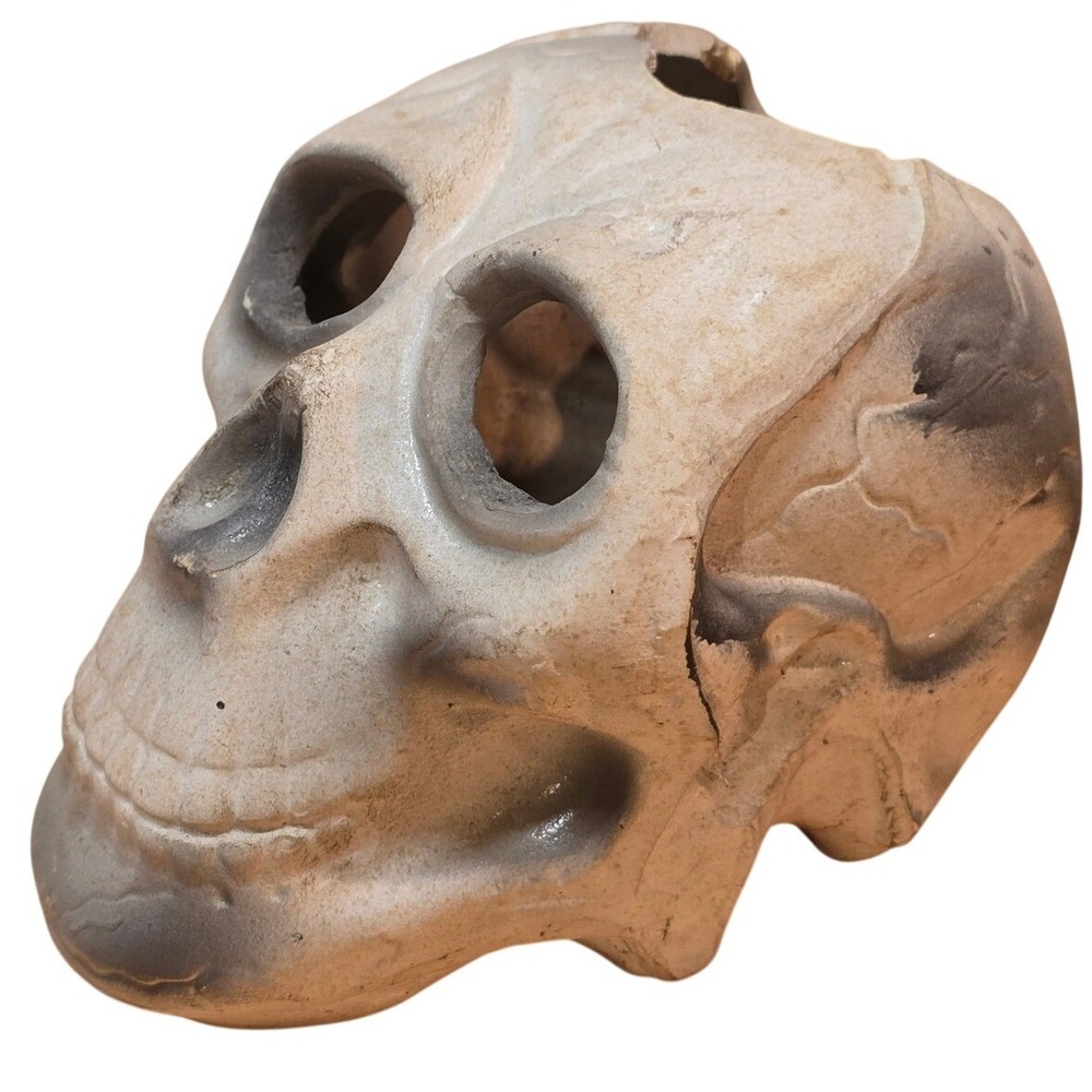 Plastic Human Skull‎ Small 5" Decoration Halloween Gothic
